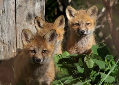 Red Fox  pups (Vulpes vulpes)