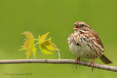 Song Sparrow (Melospiza melodia)