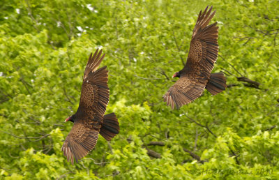 Turkey Vulture, Urubu  tte rouge (Cathartes aura)