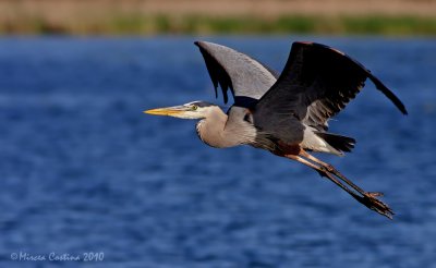 Great Blue Heron (Ardea herodias) in flight