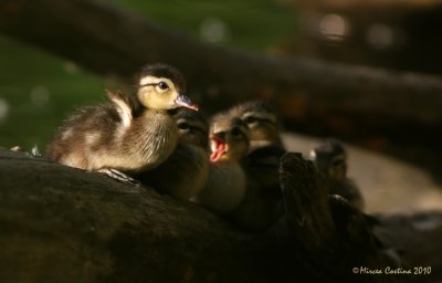 Brothers-Wood-duck (Aix-sponsa)