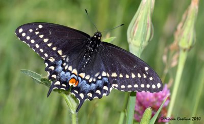 Black Swallowtail, Papilion du céleri (Papilio polyxenes)