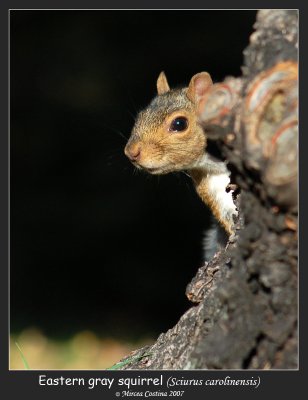 eastern-gray-squirrel