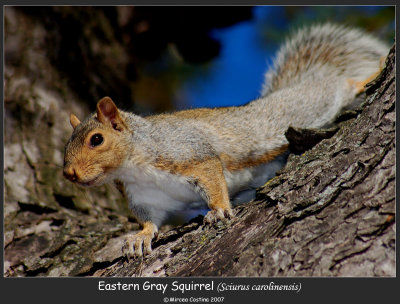 Eastern-Gray-Squirrel