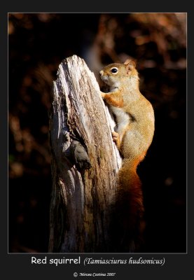 red-squirrel-c.jpg