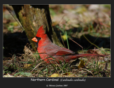 Northern-Cardinal-23
