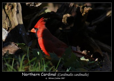 Northern-Cardinal-24