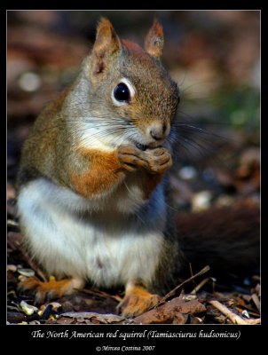 red-squirrel