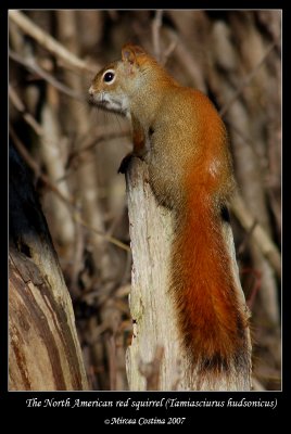 red-squirrel