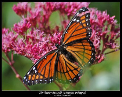 The-Viceroy-Butterfly