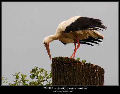 white_stork