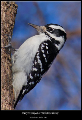 Hairy Woodpecker (Picoides villosus)