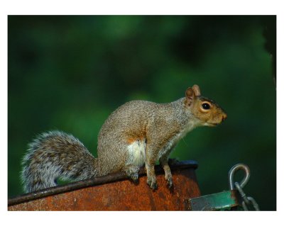 Eastern gray squirrel