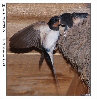  Barn Swallow (Hirundo rustica).