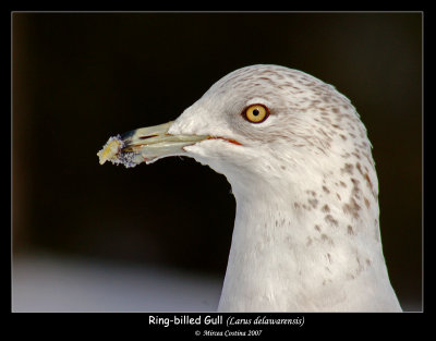 Ring-billed-Gull-portrait