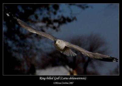Ring-billed-Gull