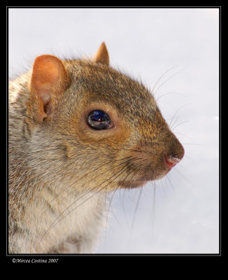 Eastern gray squirrel profile