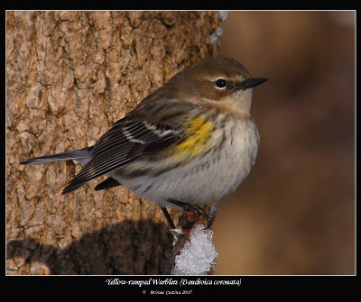Yellow-rumped-Warbler