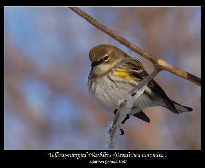 Yellow-rumped-Warbler