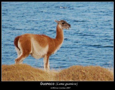 guanaco-Lama-guanicoe-2c.jpg