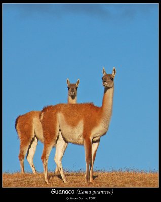 guanaco-Lama-guanicoe-c.jpg