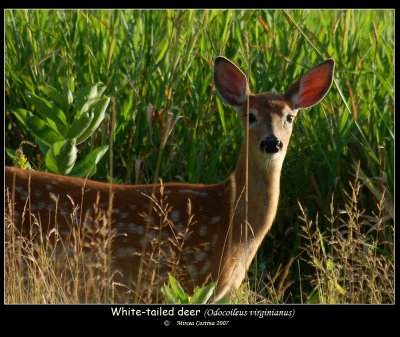 White-tailed-deer 2