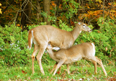 White-tailed-deer 5