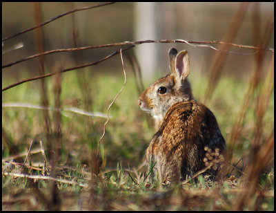 Eastern Cottontail 2