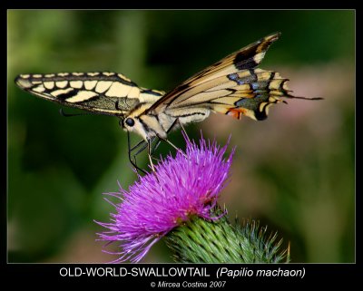 Papilio-machaon-5.jpg