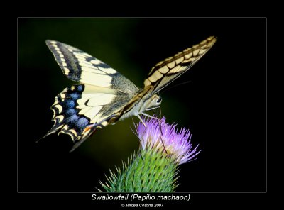 Swallowtail-6.jpg