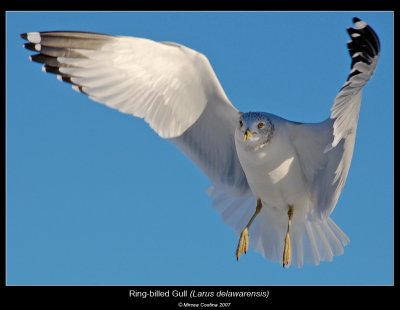 Ring-billed-Gull
