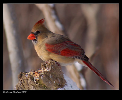 Northern-Cardinal f 30