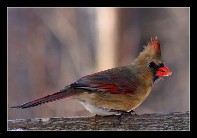 Northern-Cardinal f 31