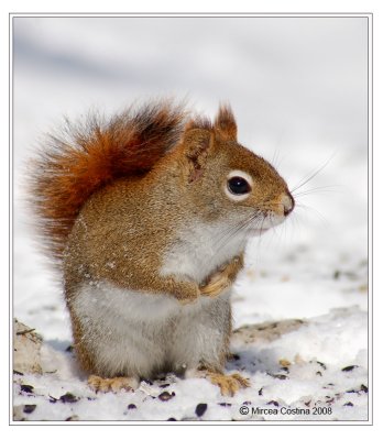 The North American red squirrel Tamiasciurus hudsonicus.jpg