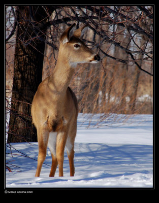 White-tailed-deer.jpg