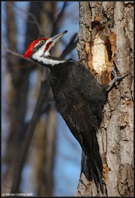 Pileated Woodpecker (Dryocopus pileatus).jpg