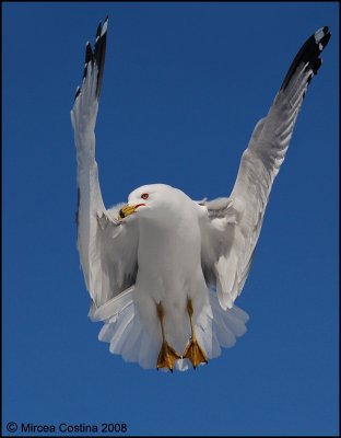 Ring-billed Gull-Larus delawarensis