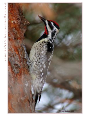 Yellow-bellied sapsucker (Sphyrapicus varius)