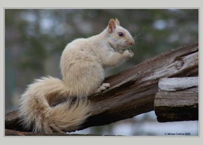 Eastern gray squirrel (Sciurus carolinensis)-Albino