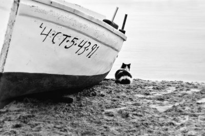 Boat & Cat