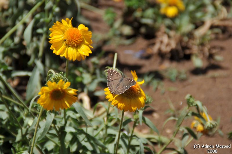 ABHA_Flower_ButterFly - 022.jpg