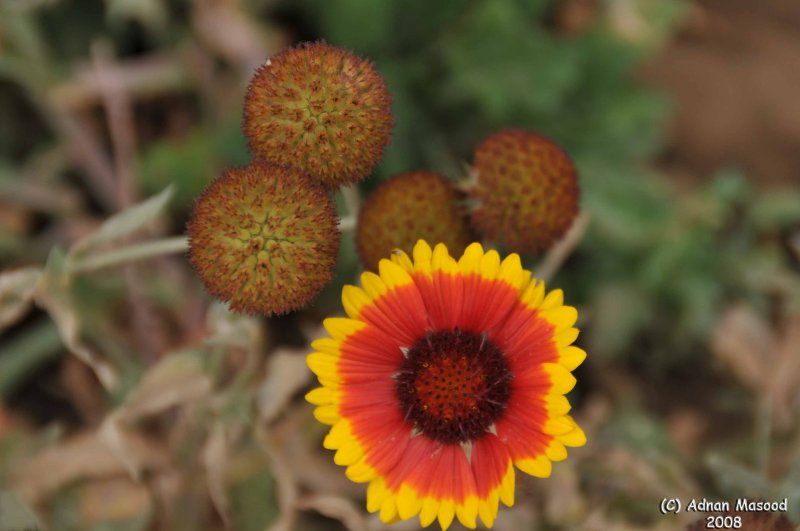 ABHA_Flower_and_Buds - 012.JPG