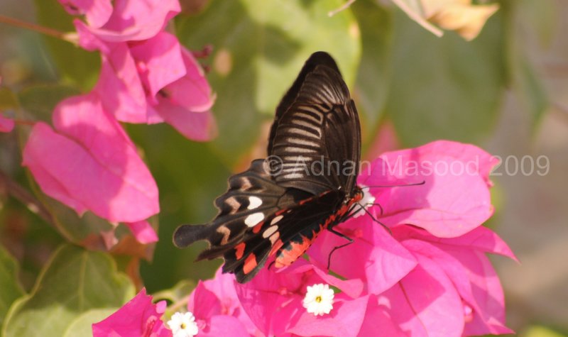 Butterfly_0903.jpg