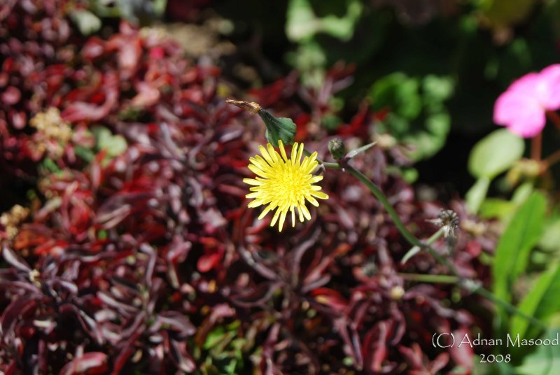 Spring Flowers in SA - 002.JPG