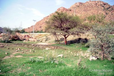 Shafa_232.jpg