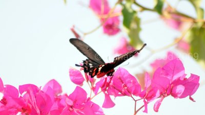 Butterfly_0901.jpg