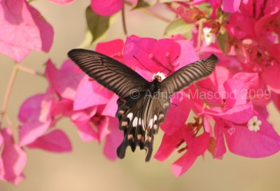 Butterfly_0902.jpg