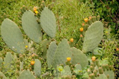 Cactus_flowers.jpg