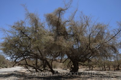 AlAqiq_0414.JPG