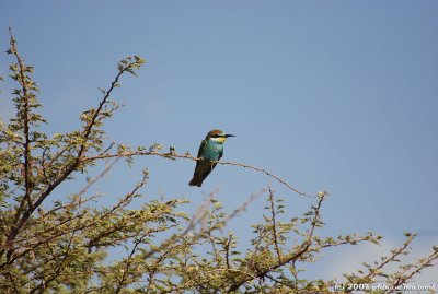 Bird 1 in Ghazzal Valley.JPG